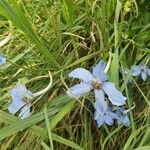 Delphinium leroyi 花