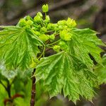 Acer platanoides Flor