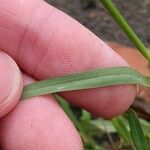 Sporobolus fertilis Leaf