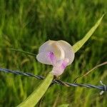 Vigna vexillata Blüte