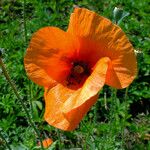 Papaver rhoeas फूल