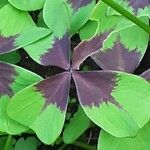 Oxalis tetraphylla 葉