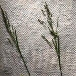 Puccinellia distans Blomst