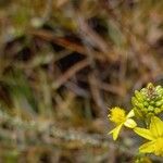 Bulbine bulbosa Çiçek