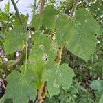 Jatropha curcas Deilen