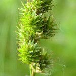 Carex normalis Плід