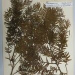 Taxus wallichiana Other