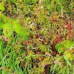 Geranium purpureum Habit