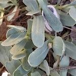 Hertia cheirifolia Leaf