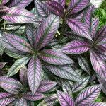 Strobilanthes auriculata Лист