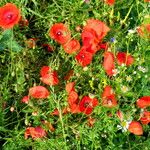 Papaver rhoeas Natur