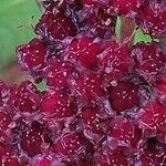 Hylotelephium telephium Mbuma