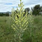 Verbascum pulverulentum ശീലം