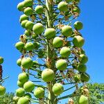 Eremurus robustus Fruit