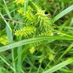 Carex retrorsa Ffrwyth