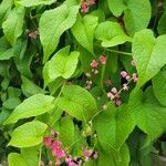 Antigonon leptopusΛουλούδι