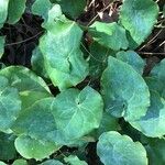 Epimedium perralderianum Leaf