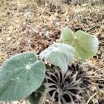 Abutilon hirtum Blad