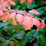 Parrotia persica Leht