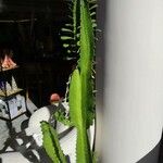 Euphorbia abyssinica Hoja