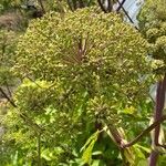 Angelica atropurpurea Квітка