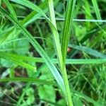 Carex hirta 葉