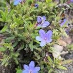 Glandora prostrata 花