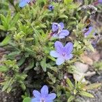 Glandora prostrata Flower