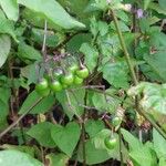 Solanum dulcamara Fruit
