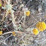 Helichrysum anomalum Hábito