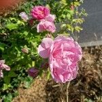 Rosa damascena Fleur