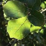 Quercus agrifolia Fulla