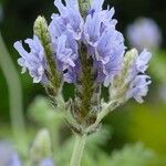 Lavandula multifidaBlomst