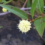 Cephalanthus glabratus Λουλούδι