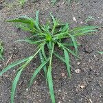 Digitaria sanguinalis Leaf