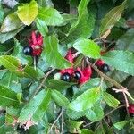 Ochna serrulata Fruit