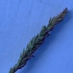 Eragrostis viscosa फूल
