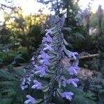 Salvia leucantha फूल