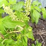 Ocimum gratissimumLeaf