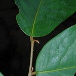 Uvaria obanensis Hoja