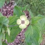 Cornus nuttallii 花