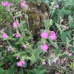 Silene pendulaBloem