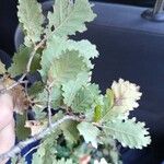 Quercus × cerrioides Likasa