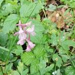 Corydalis cava Kukka