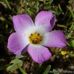 Linanthus dianthiflorus Flor