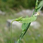 Lathyrus aphaca Ovoce