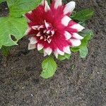 Dahlia × hortensis Květ