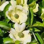 Cornus florida फूल