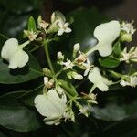 Calycophyllum candidissimum Flor