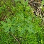 Ranunculus acris Hoja